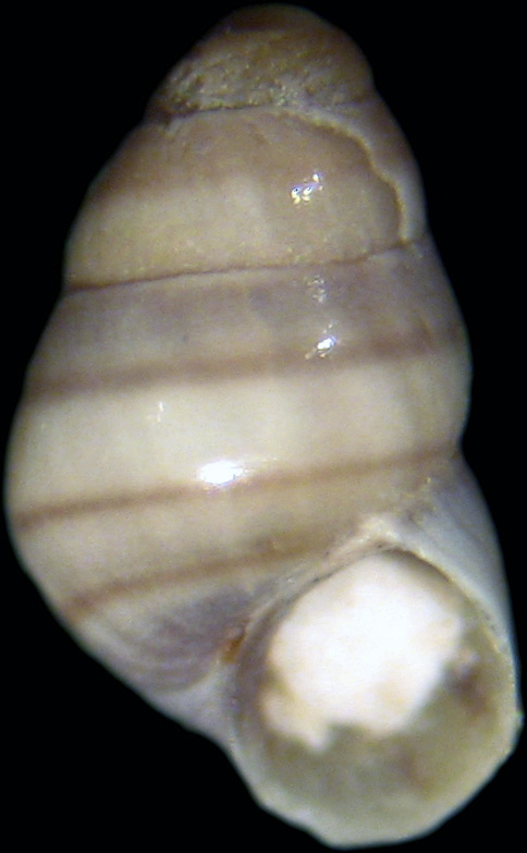 Eatonina cossurae